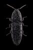 Lacon punctatus